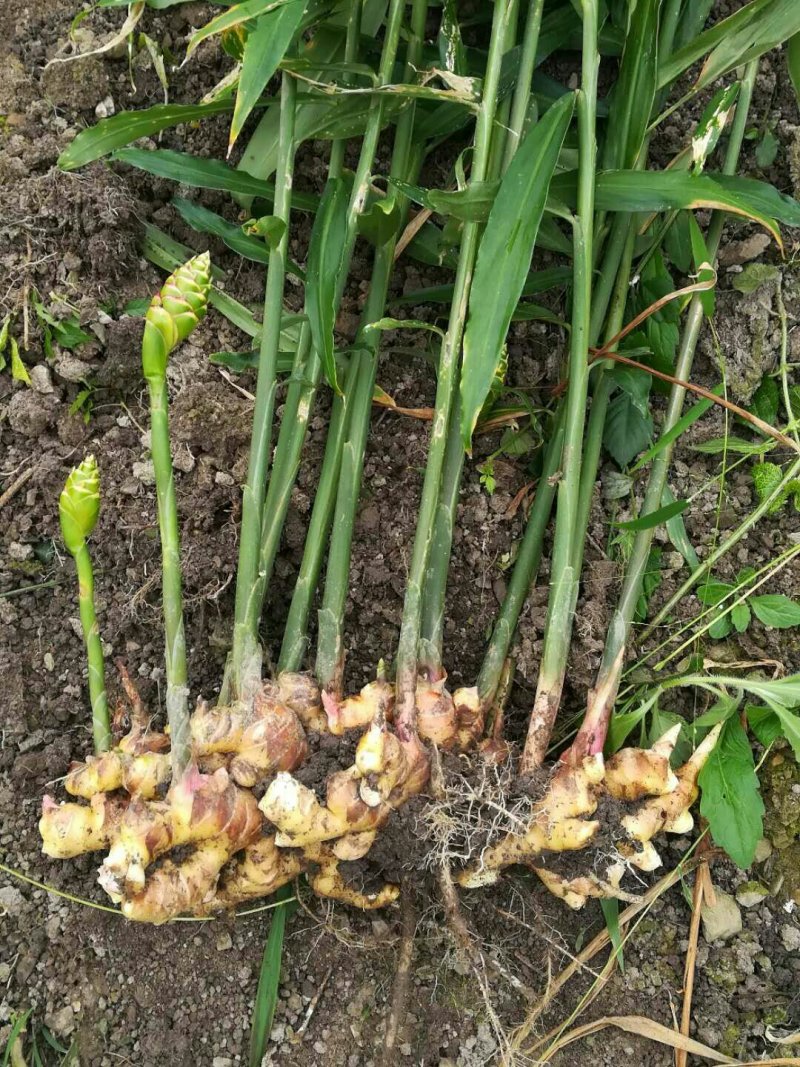 广西大肉姜姜种大量供应