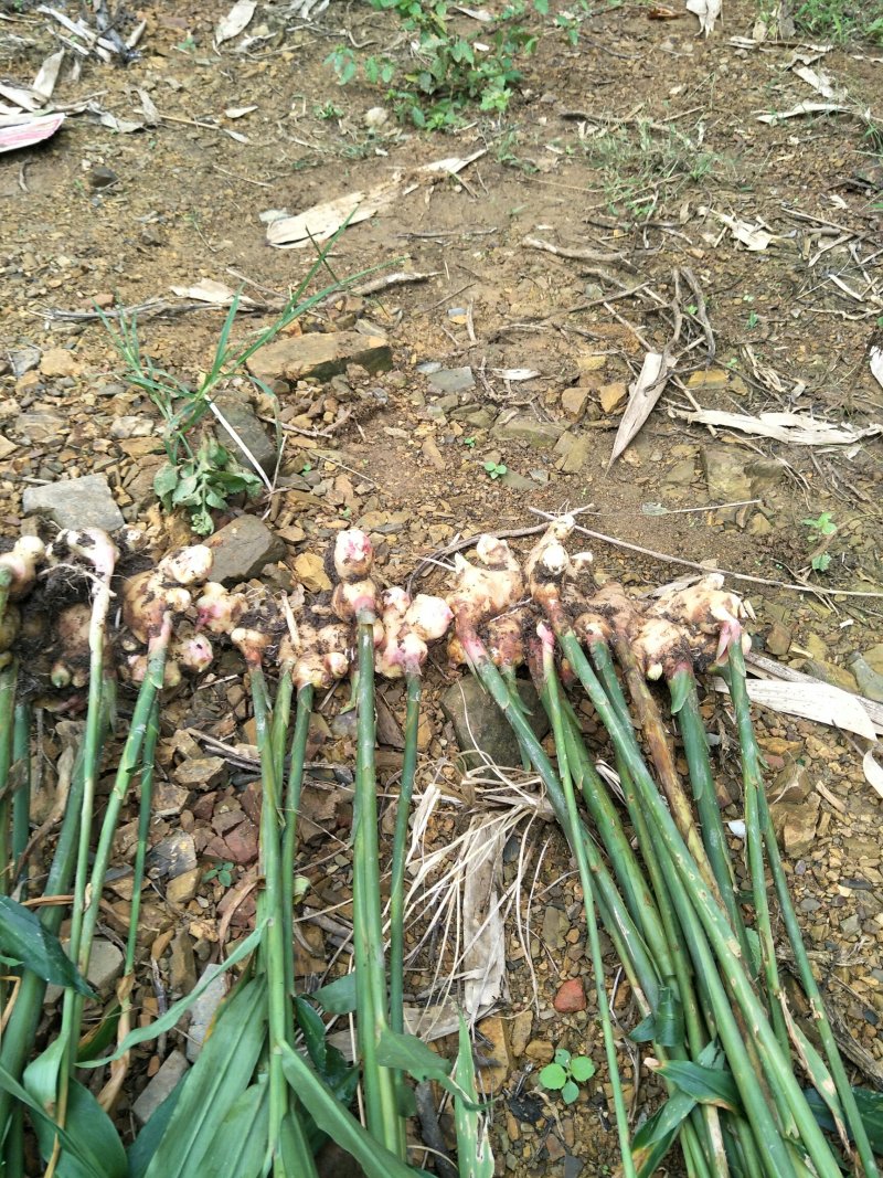 广西大肉姜姜种大量供应