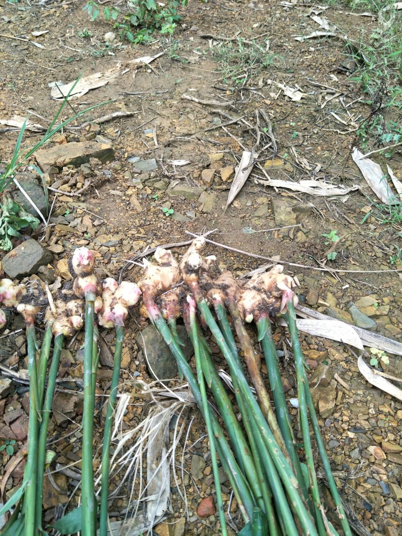 广西大肉姜姜种大量供应