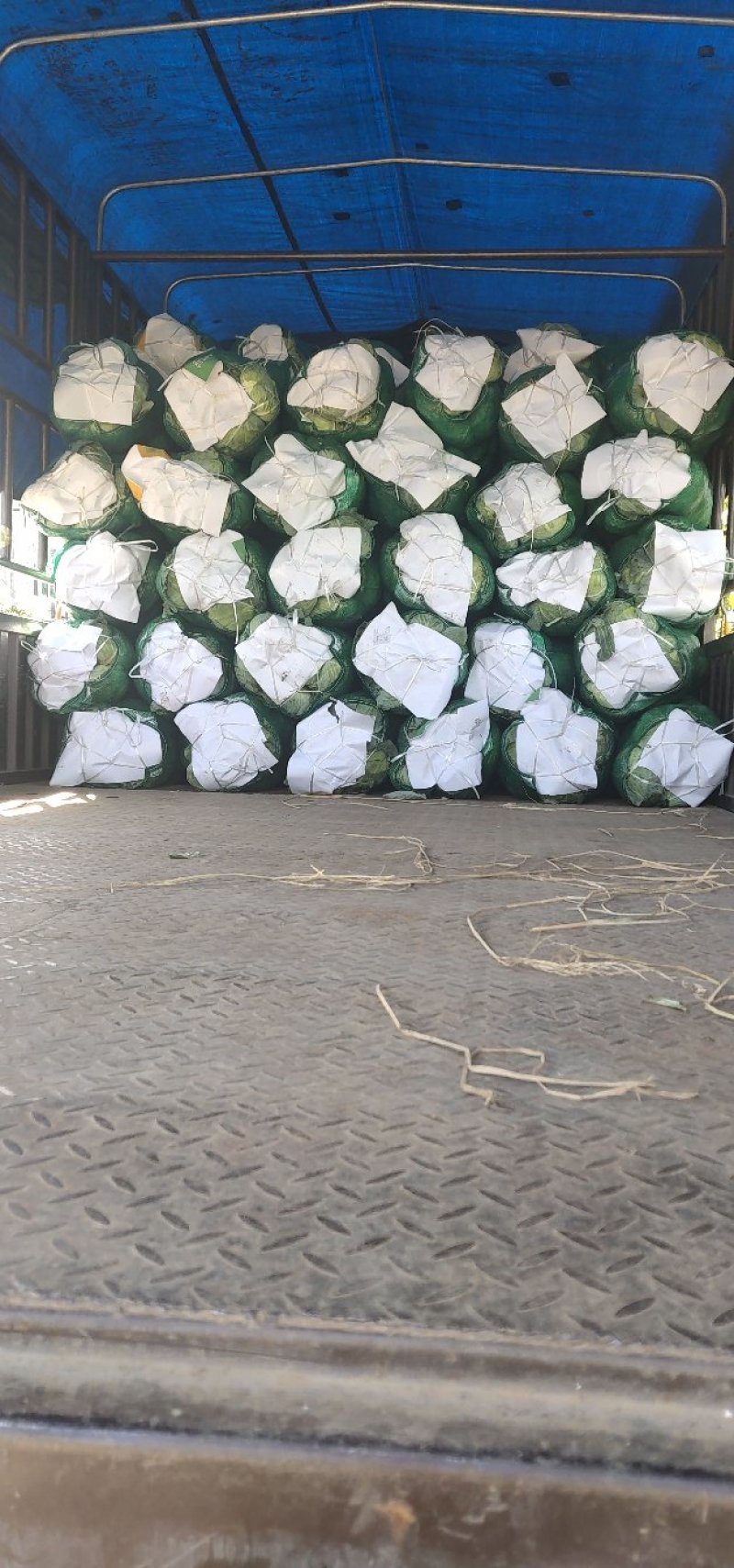 精品奥奇娜甘蓝湖北甘蓝品质优良产地直发大量供应