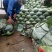 精品奥奇娜甘蓝湖北甘蓝品质优良产地直发大量供应