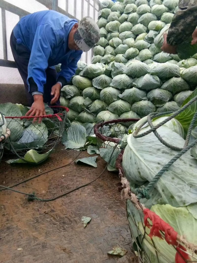 精品奥奇娜甘蓝湖北甘蓝品质优良产地直发大量供应