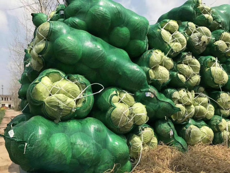 精品奥奇娜甘蓝湖北甘蓝品质优良产地直发大量供应