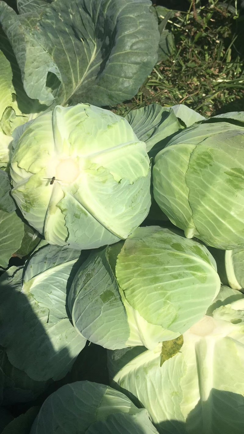 精品奥奇娜甘蓝湖北甘蓝品质优良产地直发大量供应