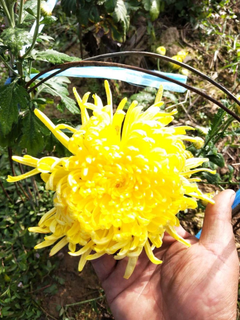 金丝皇菊