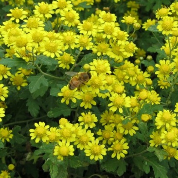 野菊花