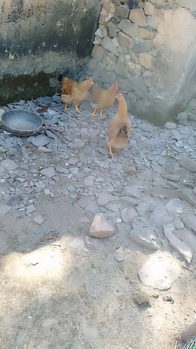 农家放养鸡