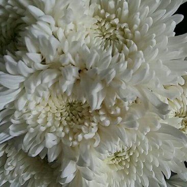 优质菊花