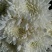 优质菊花