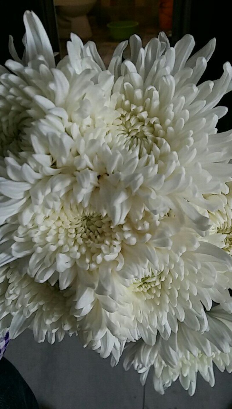优质菊花