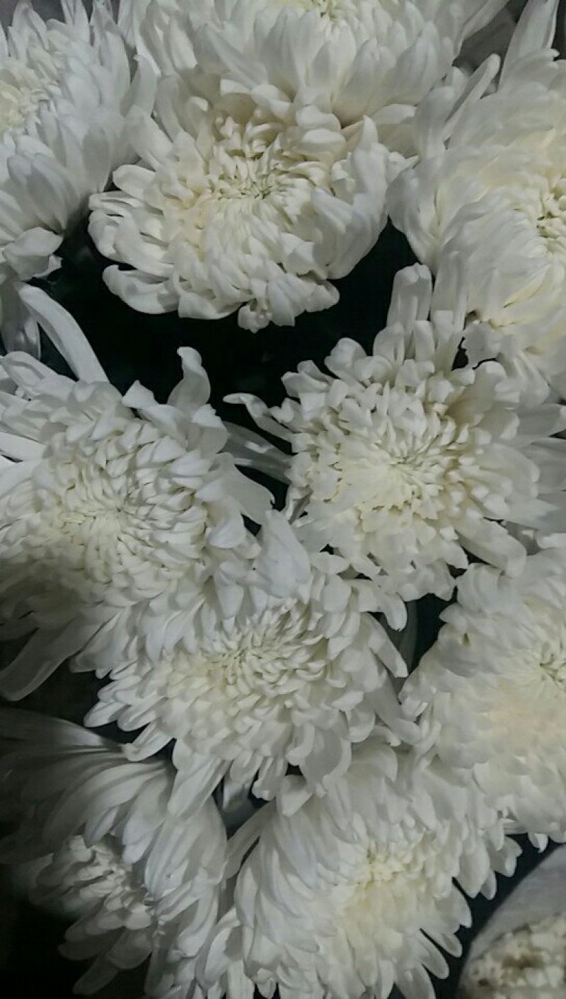优质菊花