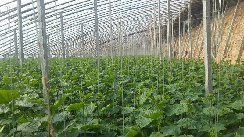 密刺黄瓜，常年种植，可合作，25公分以上鲜花带刺