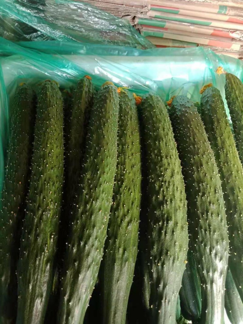 密刺黄瓜，常年种植，可合作，25公分以上鲜花带刺