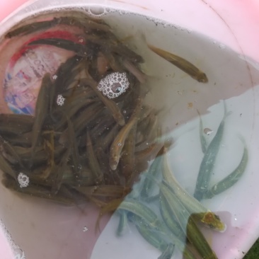 钱鱼苗
