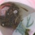 钱鱼苗