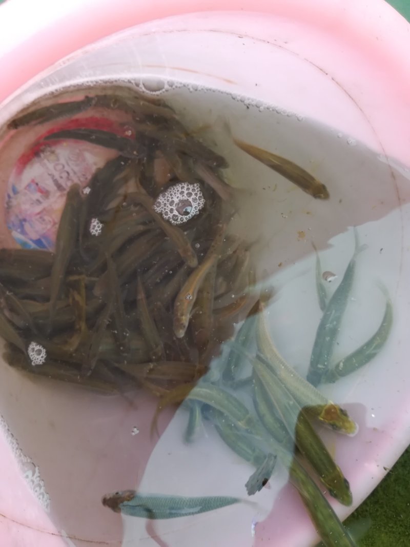 钱鱼苗