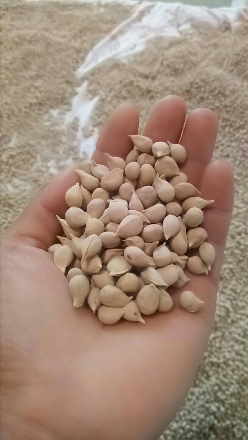 香橙种子