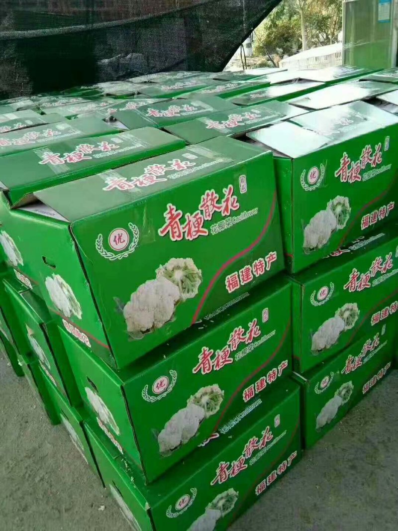 白面青梗松花菜有机菜花品质保障货量充足长期供货量大