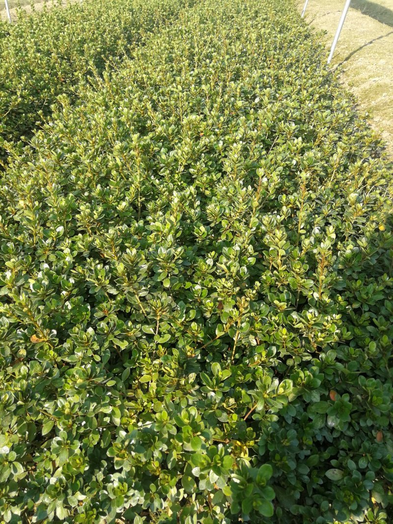 夏娟紫娟庭院别墅绿化苗