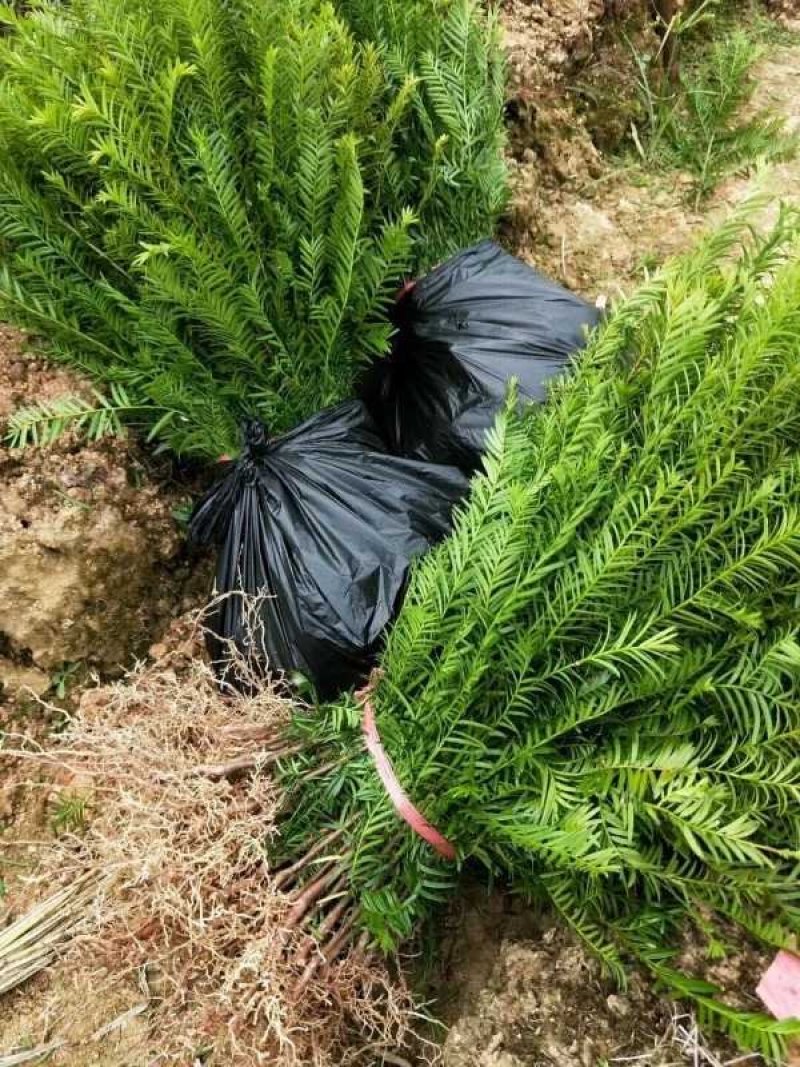 红豆杉树苗曼地亚南方红豆杉小苗四季常青室内外盆栽地栽绿植