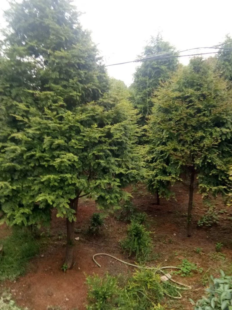 红豆杉树苗曼地亚南方红豆杉小苗四季常青室内外盆栽地栽绿植