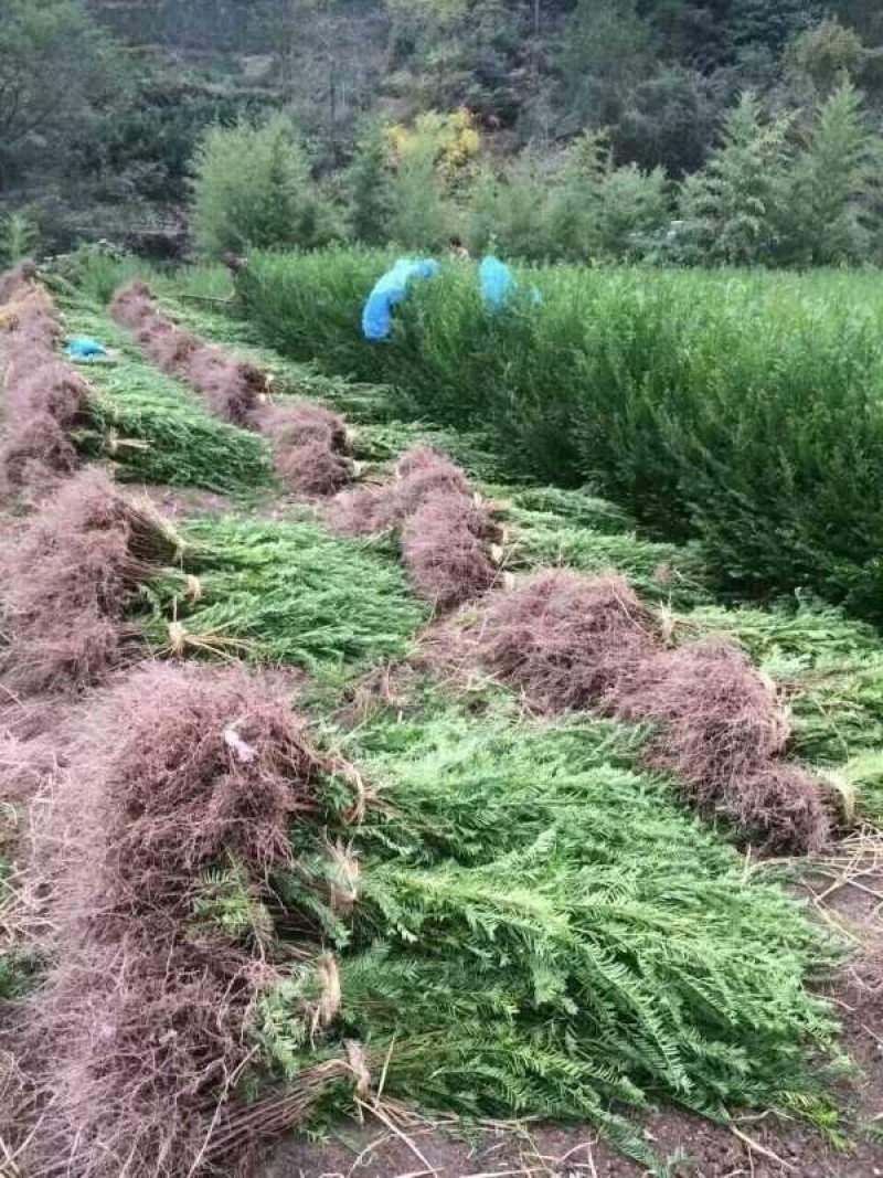 红豆杉树苗曼地亚南方红豆杉小苗四季常青室内外盆栽地栽绿植