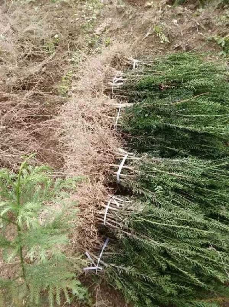 红豆杉树苗曼地亚南方红豆杉小苗四季常青室内外盆栽地栽绿植