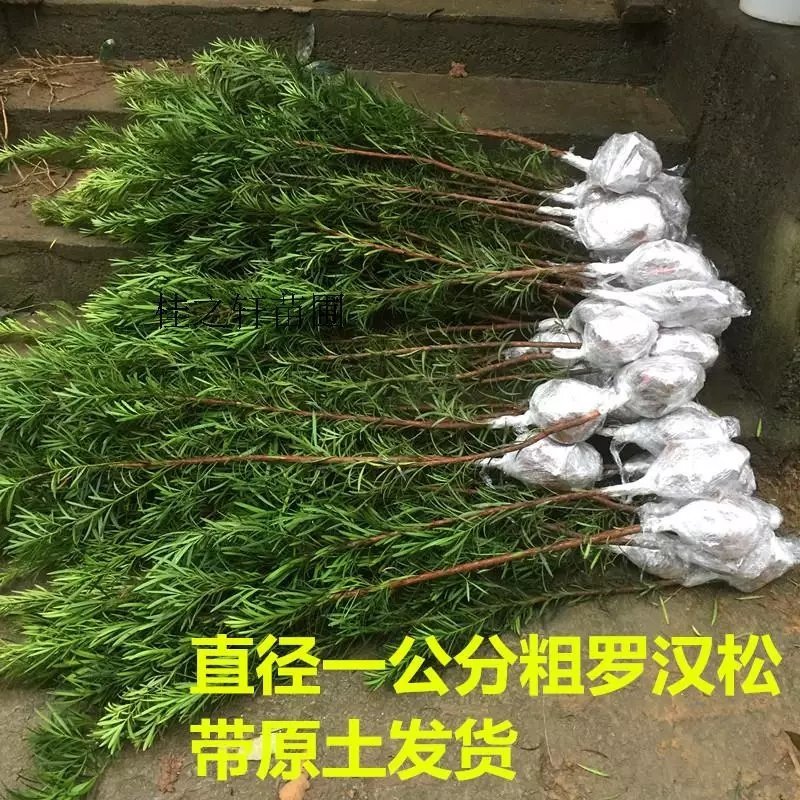 红豆杉树苗曼地亚南方红豆杉小苗四季常青室内外盆栽地栽绿植