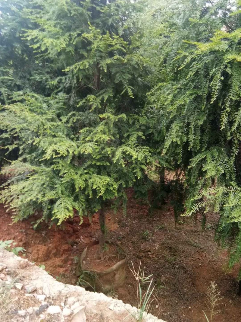 红豆杉树苗曼地亚南方红豆杉小苗四季常青室内外盆栽地栽绿植