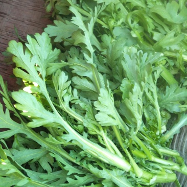 小叶筒蒿