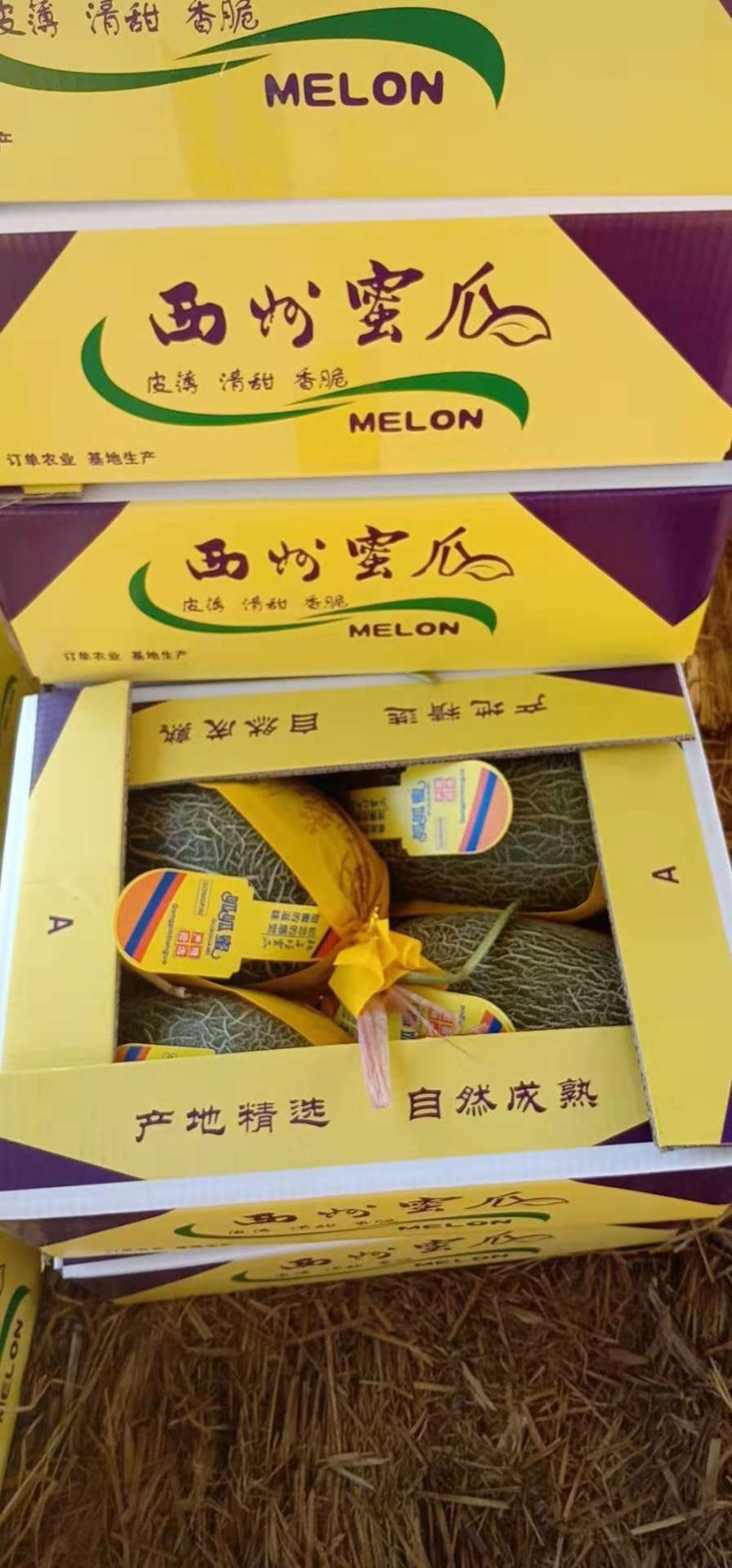 西周密17号，红心脆3斤以上椭圆形，口感好，含糖量高