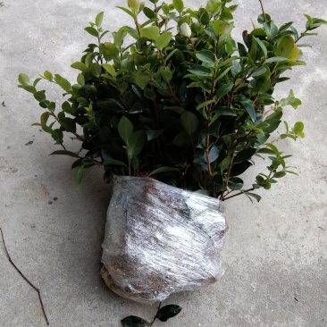 室外花开不断茶梅小苗红花茶花茶梅茶梅球带自土发货