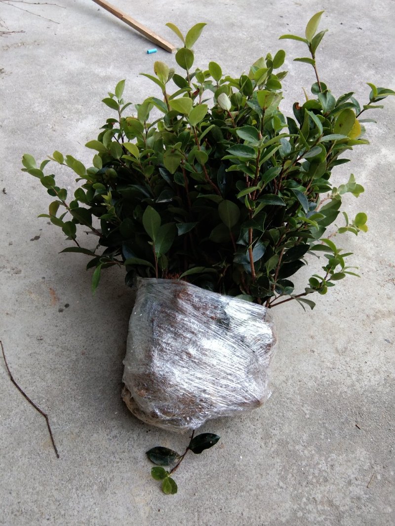 室外花开不断茶梅小苗红花茶花茶梅茶梅球带自土发货