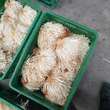 金针菇(黄、白)