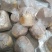 金针菇(黄、白)