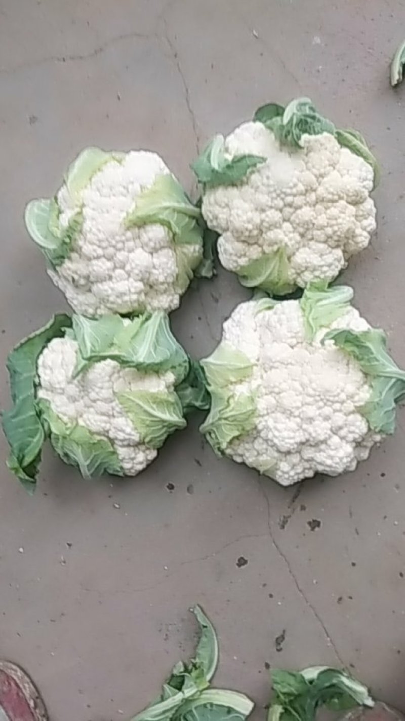 白花菜价洛○丶8元