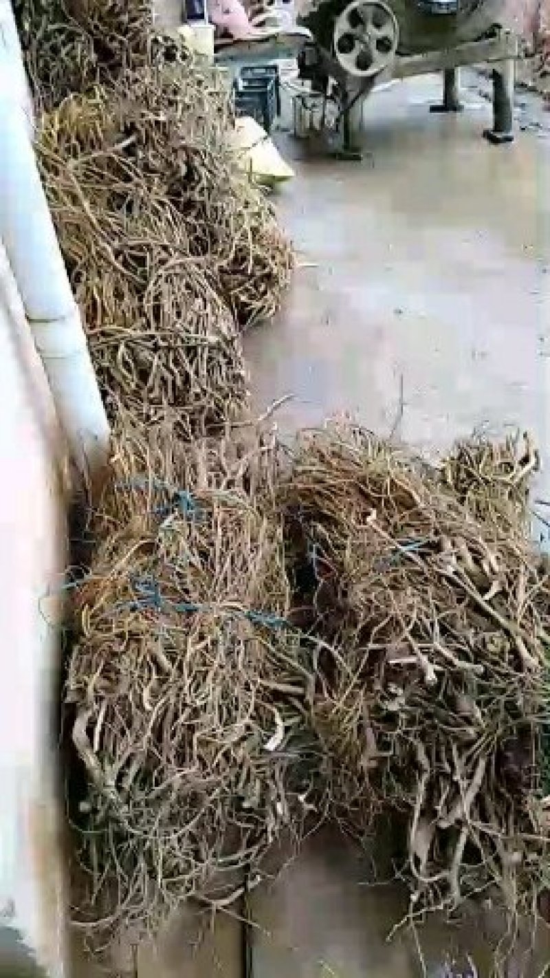 五指毛桃鲜根种植货！野生货