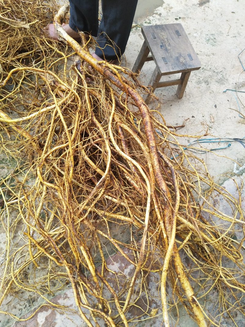 五指毛桃鲜根种植货！野生货