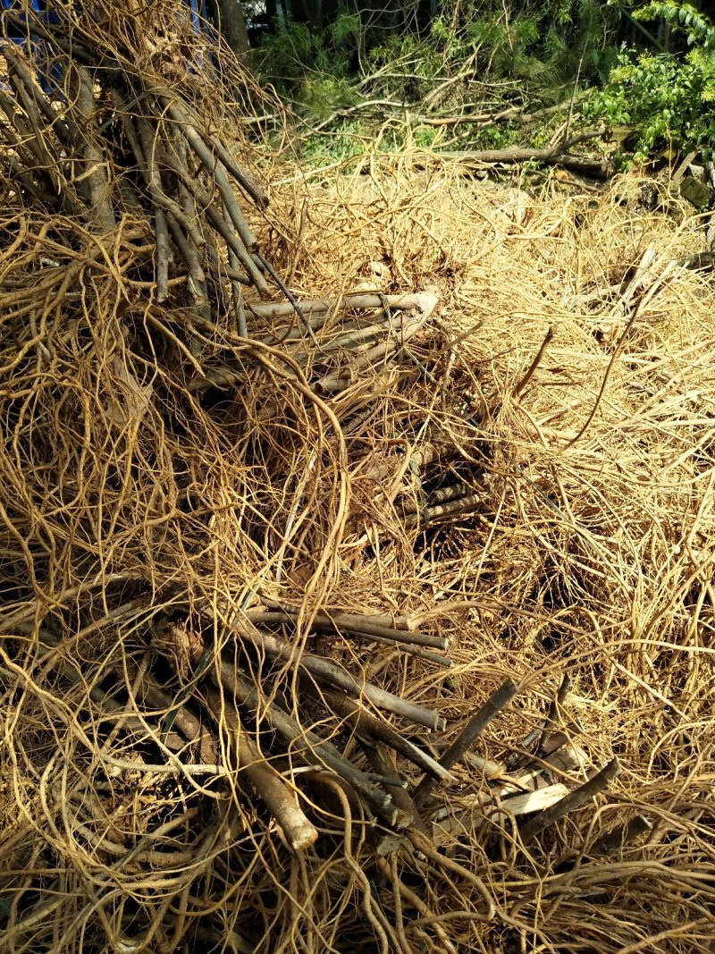 五指毛桃鲜根种植货！野生货