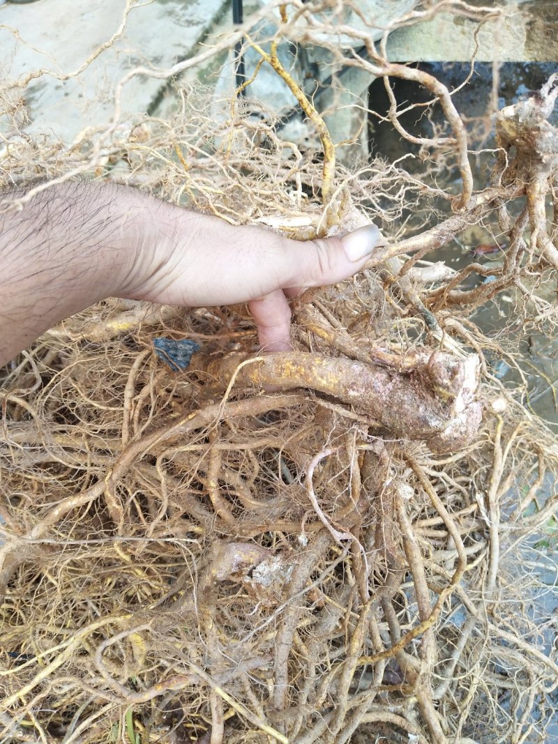 五指毛桃鲜根种植货！野生货