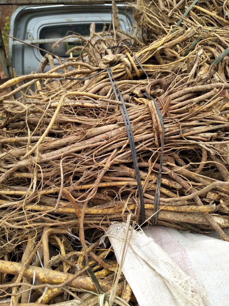 五指毛桃鲜根种植货！野生货