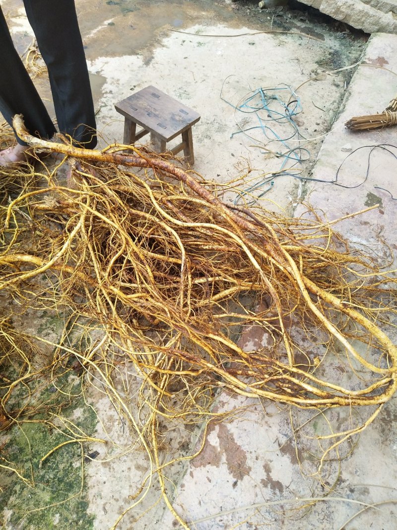 五指毛桃鲜根种植货！野生货