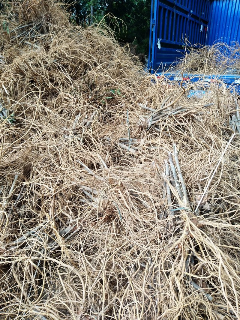 五指毛桃鲜根种植货！野生货