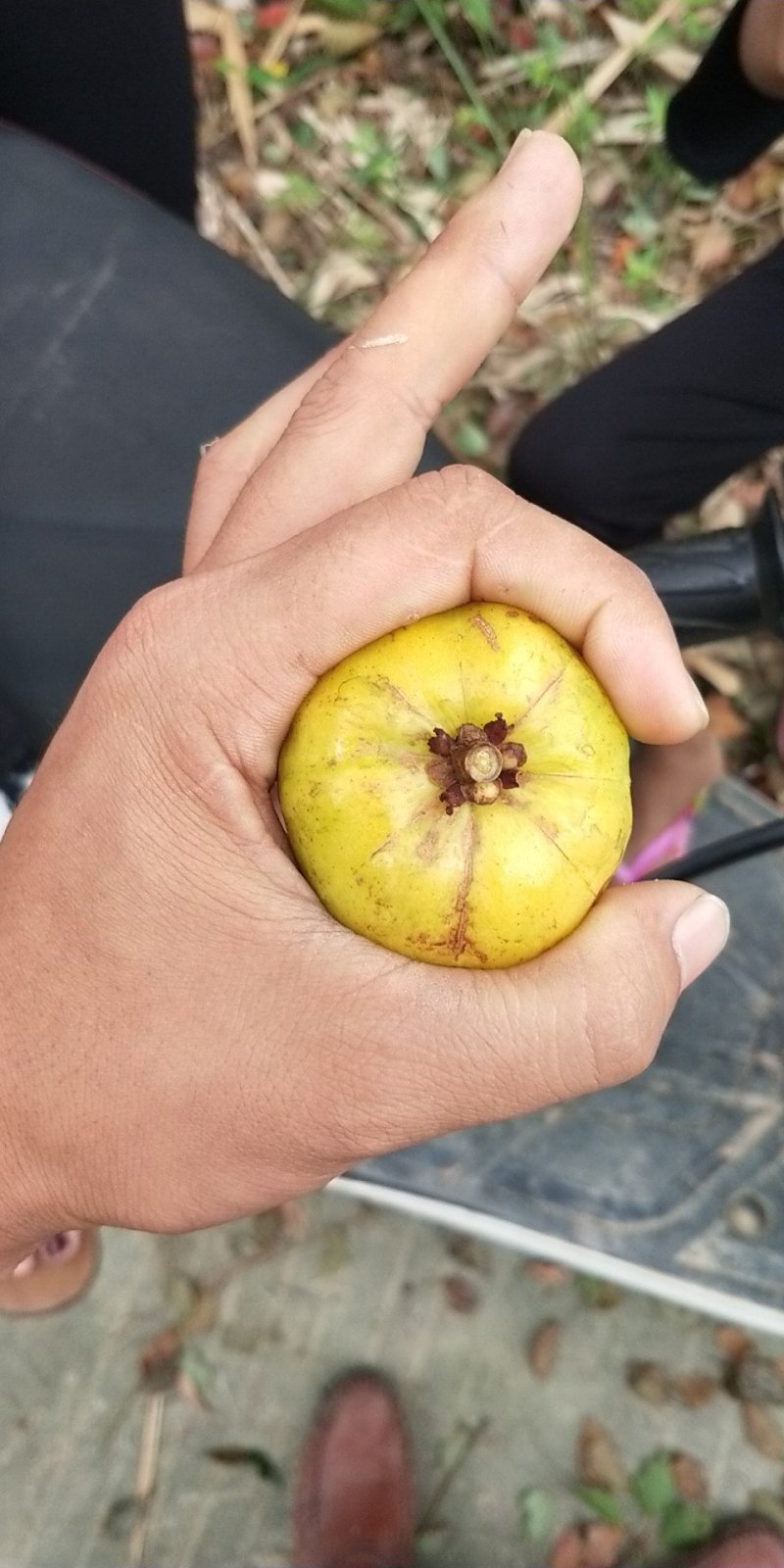 黄金山竹苗