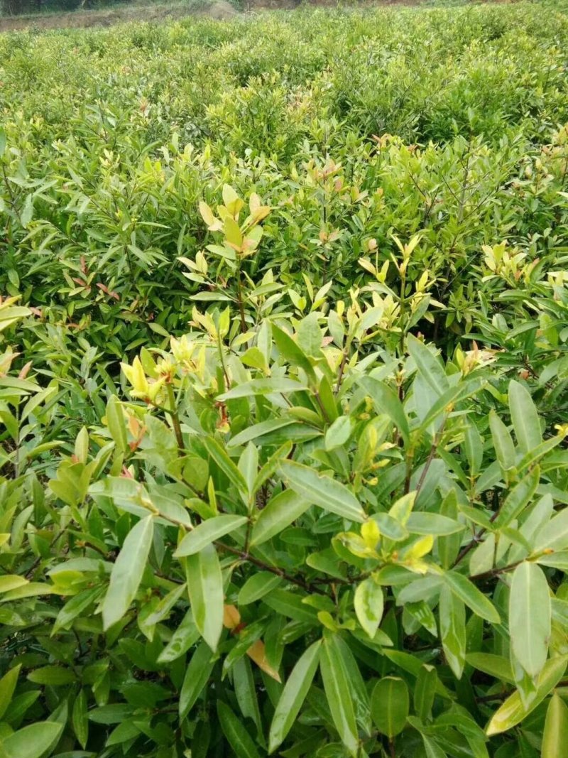 黄金山竹苗