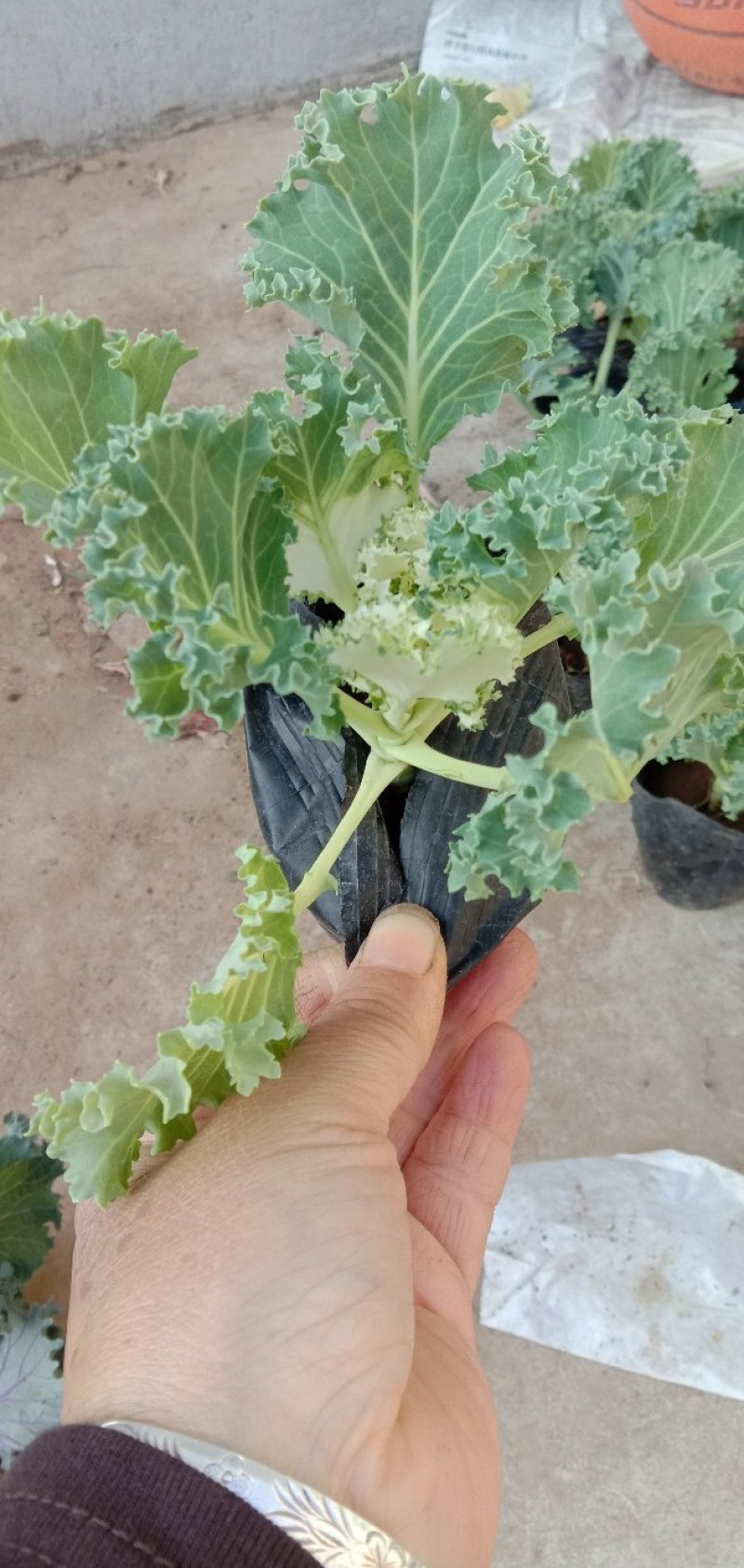 羽衣甘蓝