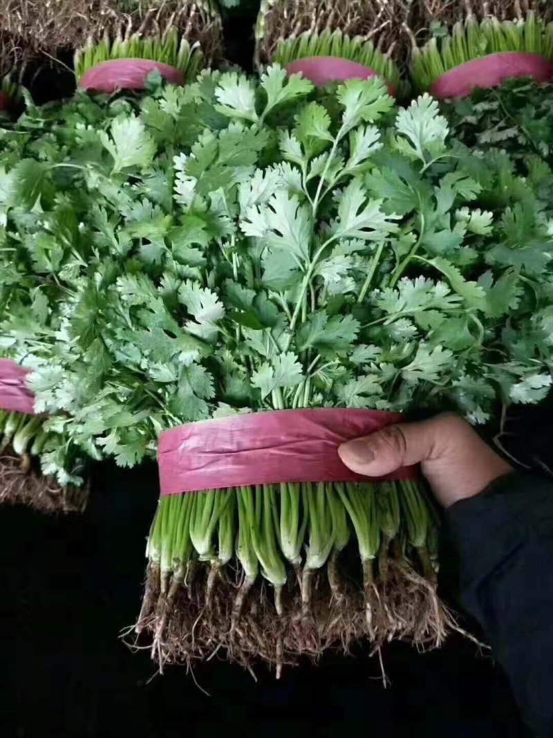 香菜叶面大颜色绿，耐运输产地代办，托运一条龙服务。