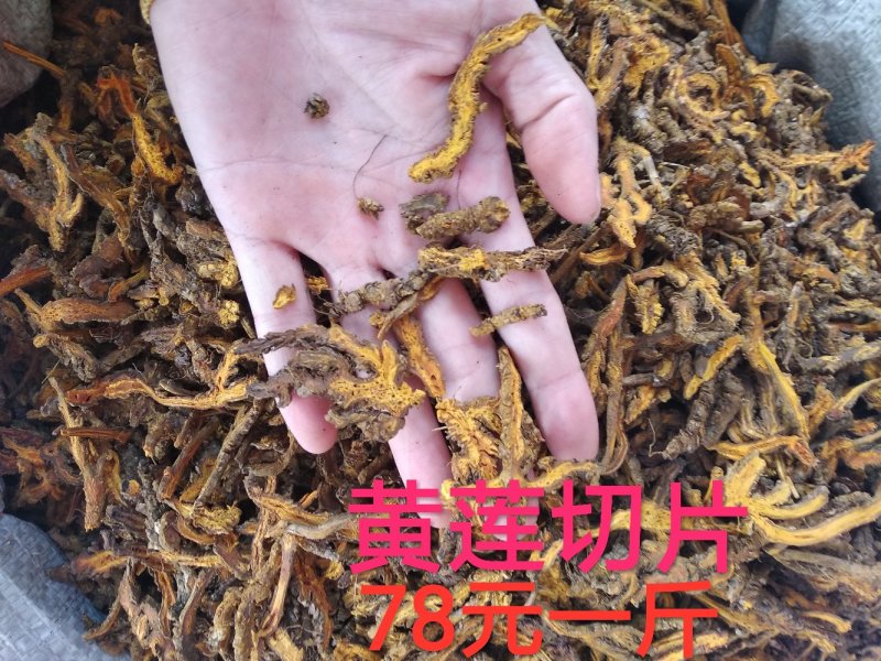 黄莲四川黄莲各种规格切片、整个子根阴枝
