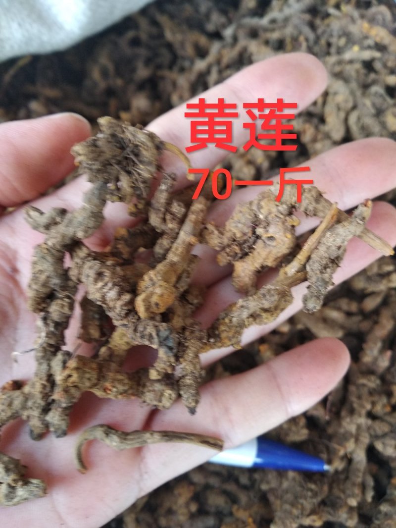 黄莲四川黄莲各种规格切片、整个子根阴枝