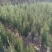 文冠果0.4-0.8量大，侧柏60-1米，